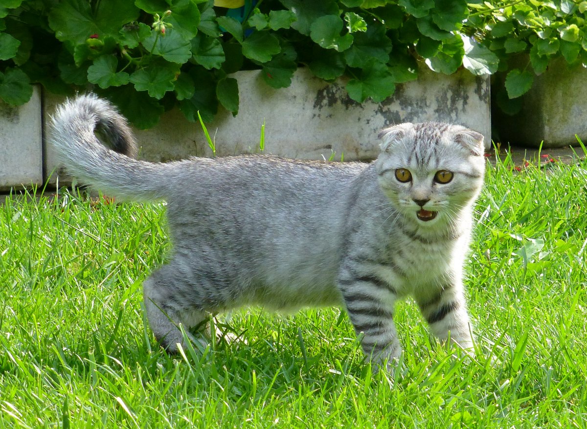 Eine Scottish Fold-Katze