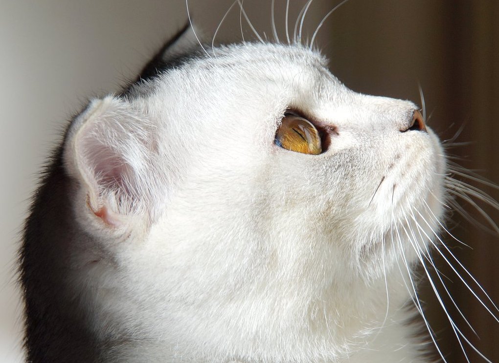 Eine Scottish Fold-Katze